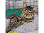 Adopt Oscar a Domestic Short Hair