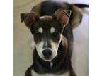 Adopt Nemo a Husky