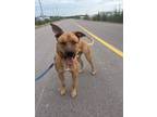 Adopt Herman a German Shepherd Dog, Mastiff