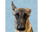 Adopt Crile a German Shepherd Dog