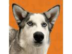 Adopt Ivan a Husky