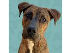 Adopt Colton a Pit Bull Terrier, Mixed Breed