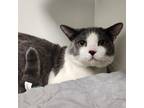 Adopt KYO a American Shorthair