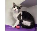 Adopt YUKI a American Shorthair