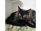Adopt PETER a Domestic Medium Hair