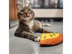 Adopt THEODORE a Domestic Short Hair