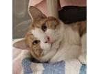 Adopt SPICE a Domestic Short Hair