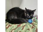 Adopt MOUSE a Domestic Medium Hair