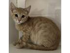 Adopt Huey a Domestic Short Hair