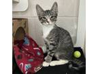 Adopt Birch a Domestic Short Hair