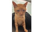 Adopt Benny a Domestic Short Hair