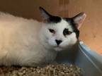 Adopt Mowgli a Domestic Short Hair