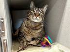 Adopt Mason a Domestic Short Hair