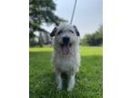 Adopt Waylan a Mixed Breed