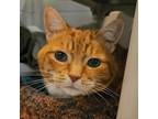 Adopt Bug a Domestic Short Hair
