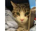 Adopt Tom a Domestic Short Hair