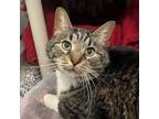 Adopt Frado a Domestic Short Hair