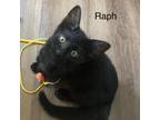 Adopt Raphael a Domestic Short Hair