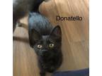 Adopt Donatello a Domestic Short Hair