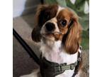 Adopt Copper a Cavalier King Charles Spaniel