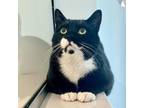 Adopt Pumpkin a Domestic Short Hair