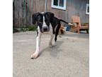 Adopt Clifford a Pit Bull Terrier