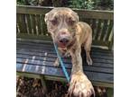 Adopt Enzo a Pit Bull Terrier