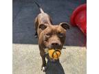 Adopt Jasper a Pit Bull Terrier