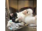 Adopt Nye a American Shorthair