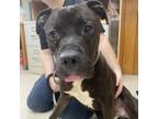 Adopt Hank a Pit Bull Terrier