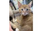 Adopt Russell a Domestic Short Hair