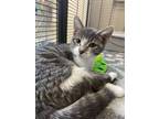 Adopt Basil a Domestic Short Hair