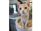 Adopt Dustin a Domestic Short Hair