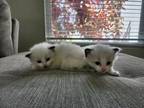 Pure Ragdoll Kittens