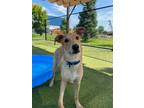Adopt Reeses a Shepherd