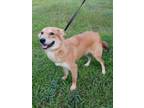 Adopt Prince a Retriever