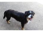 Adopt Buddy Boy a Terrier