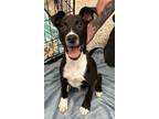 Adopt Pepper a Greyhound, Mixed Breed