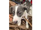 Adopt Mater a Italian Greyhound, Labrador Retriever
