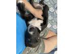 Adopt Rocky Road a Labrador Retriever, Pit Bull Terrier