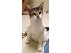 Adopt Luigi a Domestic Short Hair