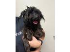 Adopt Artie a Jack Russell Terrier, Poodle