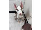 Adopt Newport a Husky, Mixed Breed