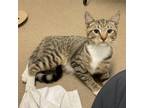 Adopt Toby a Domestic Short Hair