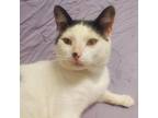 Adopt Ace a Domestic Short Hair