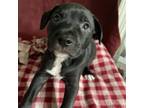 Adopt Roma a Pit Bull Terrier