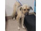 Adopt Bucky a Great Pyrenees, Mixed Breed