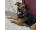 Adopt Scoob a Shepherd