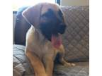 Adopt luigi a Mixed Breed