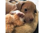 Adopt Bowen a Terrier